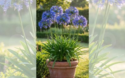 Réussir la culture de l&rsquo;agapanthe : conseils d&rsquo;expert 2026