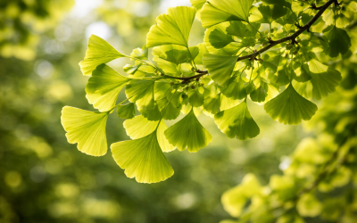 Ginkgo biloba : les bienfaits de l&rsquo;arbre pour votre mémoire