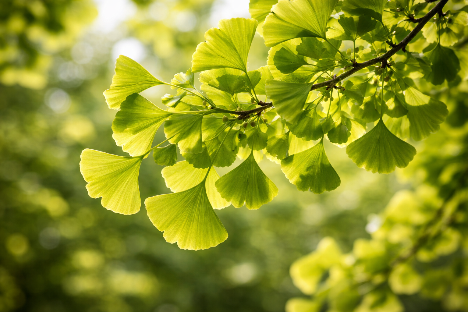 Boostez votre mémoire et votre circulation avec le ginkgo biloba. Découvrez les bienfaits de cet arbre millénaire et nos conseils pour votre cure 2026.