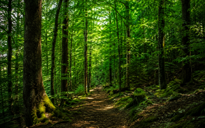 Forêt de Mormal : coordonnées 50.389169, 3.853723