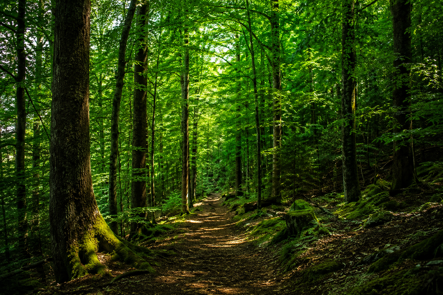 Forêt de Mormal : coordonnées 50.389169, 3.853723 Localisez avec précision la forêt de Mormal via latitude : 50.389169 longitude : 3.853723. Explorez ce massif de l'Avesnois et optimisez votre trajet.