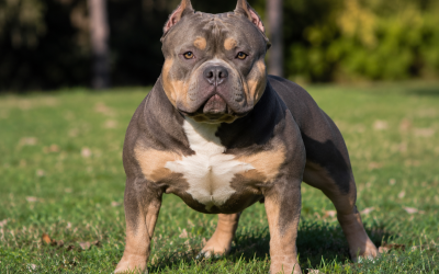 Tout sur l’american bully : guide et conseils d’expert 2026