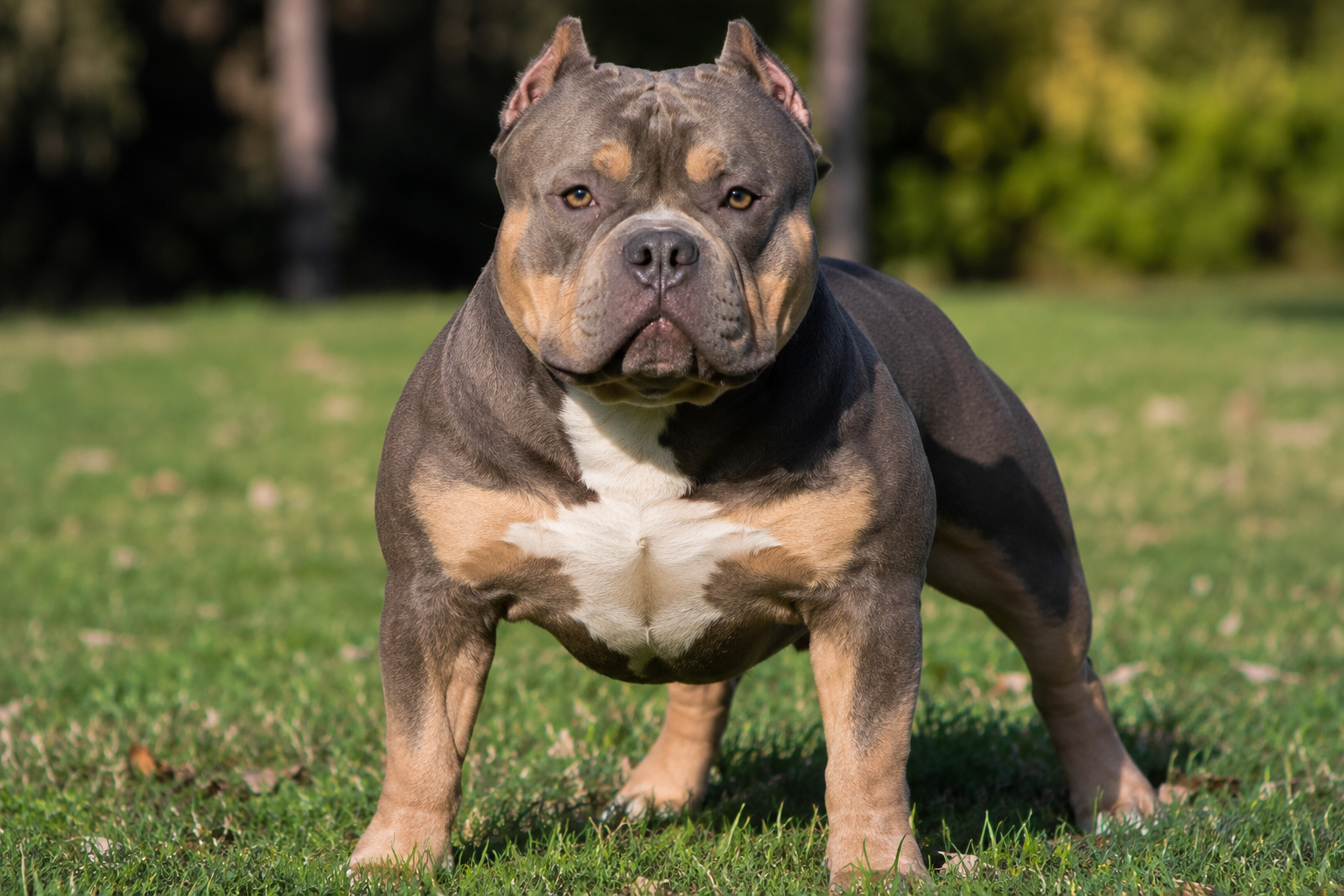 Maîtrisez les standards de l'american bully en 2026. Découvrez les gabarits XL ou Pocket, la législation et nos conseils d'expert pour réussir son éducation.